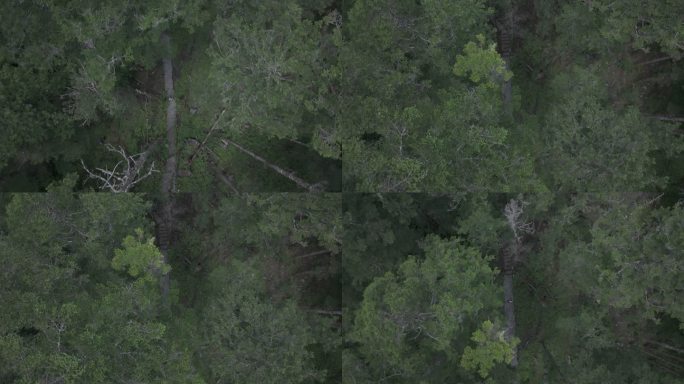 森林大山高清航拍 (17)