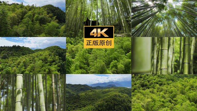 四川竹海竹林绿色环境自然风景