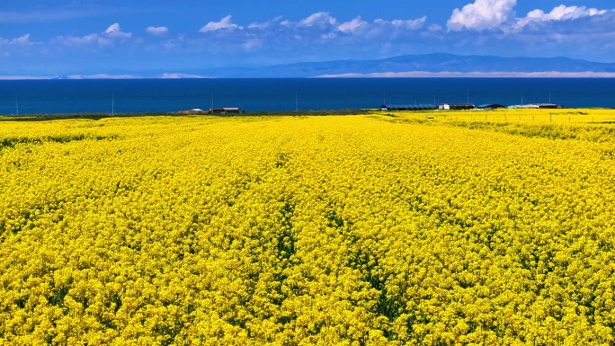 2024年青海湖油菜花航拍素材