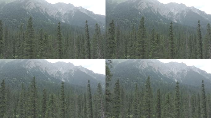 森林大山高清航拍 (15)