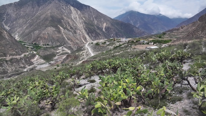 西藏察隅县察瓦龙乡怒江干热河谷仙人掌