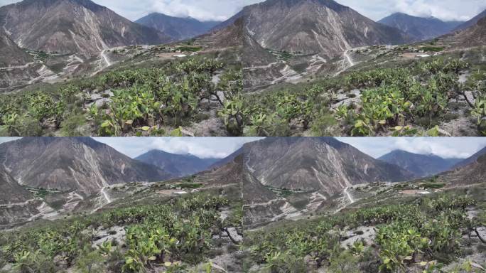 西藏察隅县察瓦龙乡怒江干热河谷仙人掌