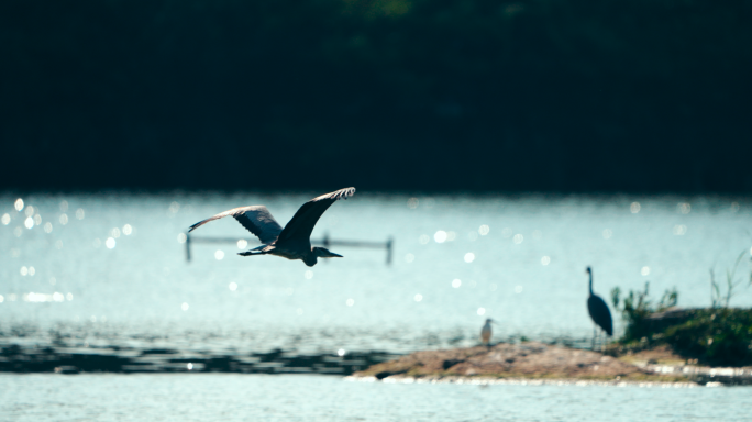 公园生态鸟类飞鸟飞翔