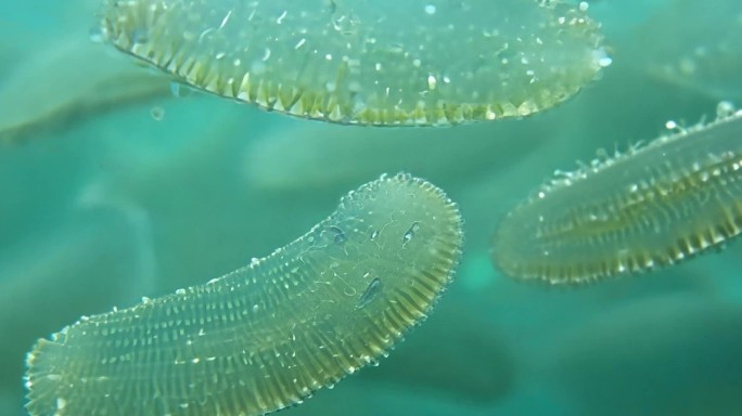 水中的微生物