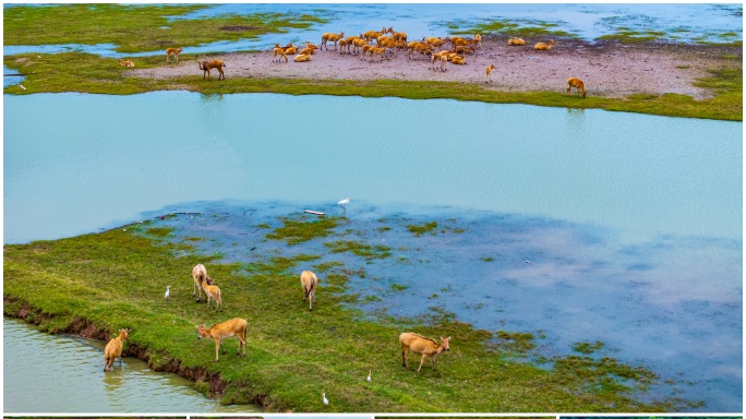 【4K合集】盐城野生麋鹿湿地风光合集