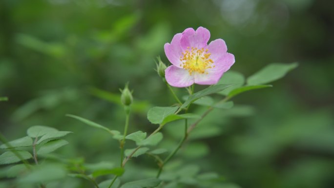 山野野生月季粉色花