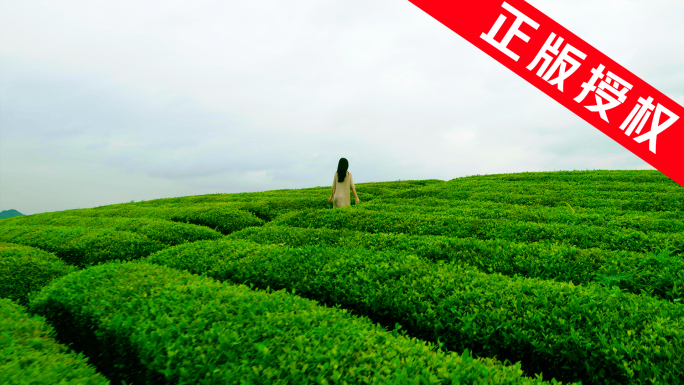 茶园美女惬意生活