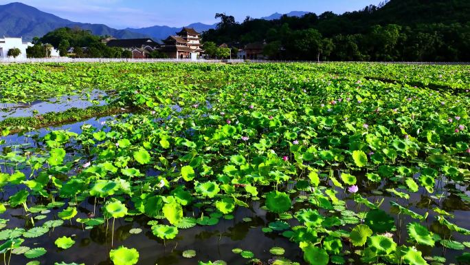 永州市江永县夏层铺镇高家村