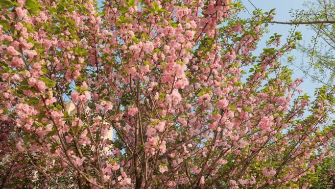 春天的樱花