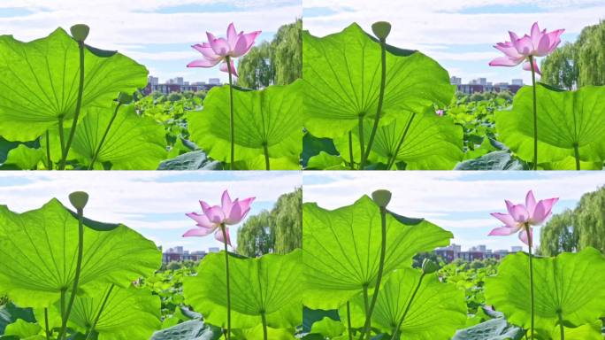 荷花升格慢动作4