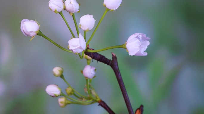 4K杏花开花延时摄影