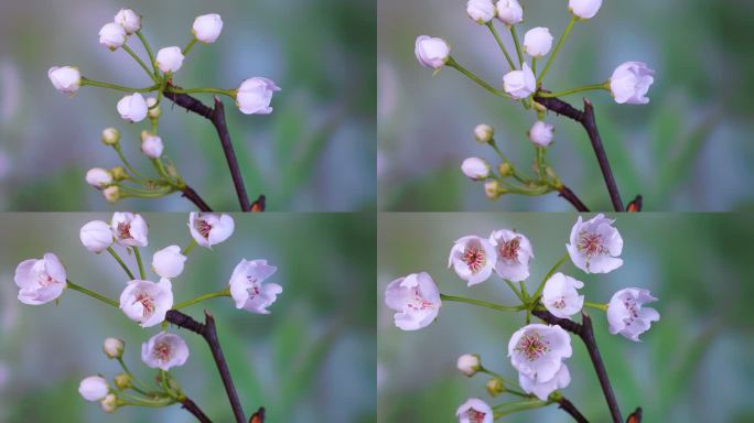 4K杏花开花延时摄影