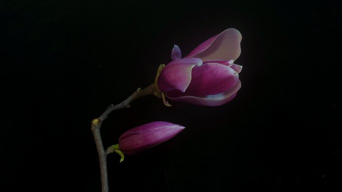 4K玉兰开花延时摄影