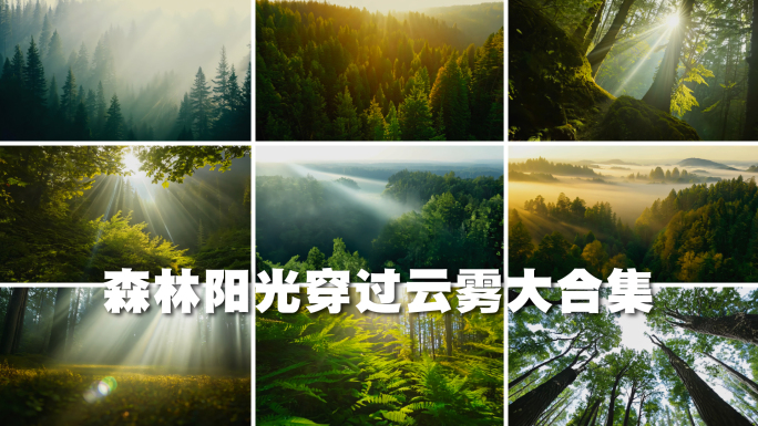 森林阳光穿过云雾大合集
