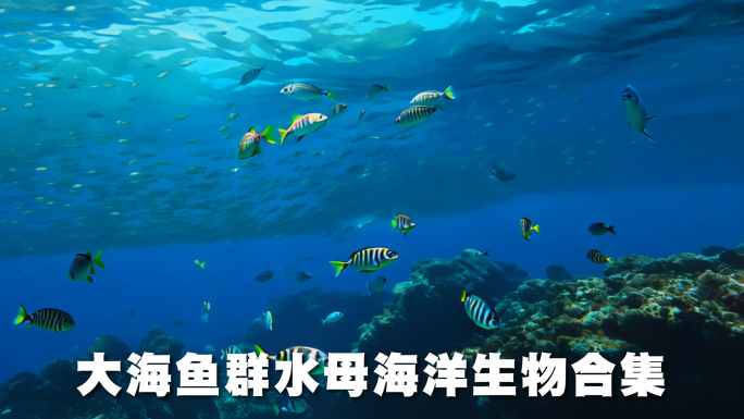 大海鱼群水母合集