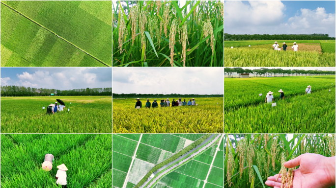 中国农业水稻良种培育