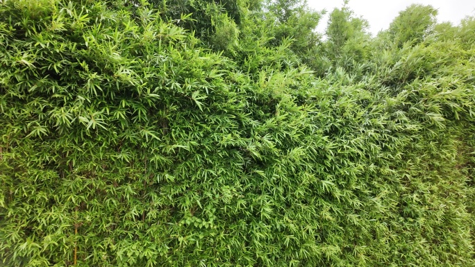 绿色自然风光竹林