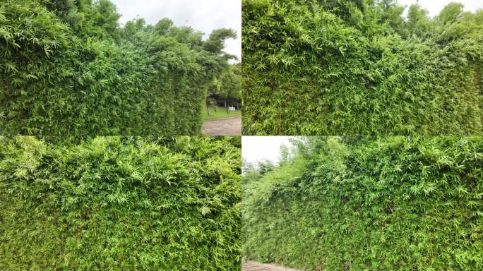 绿色自然风光竹林
