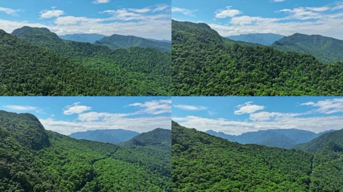 广西桂平国家龙潭公园原始森林