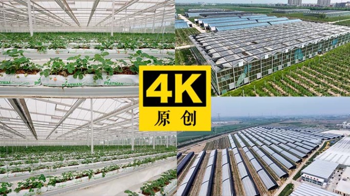 大棚种植 现代有机农业 农产品绿色农业