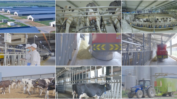 养殖基地奶牛养殖.天然牧场.牛奶.畜牧业
