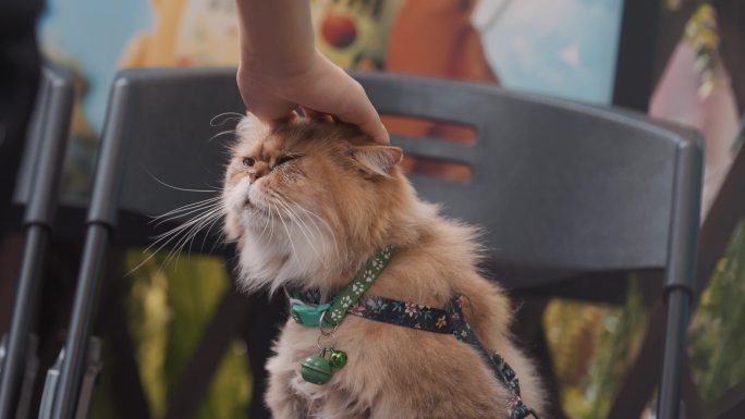 杭州小河直街路边猫咪打哈欠被摸头