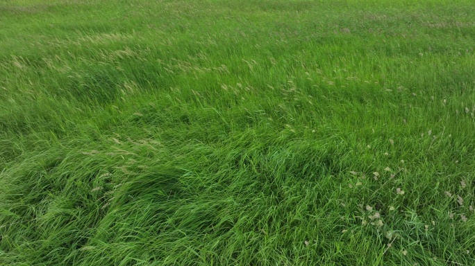 呼伦贝尔大草原航拍原素材