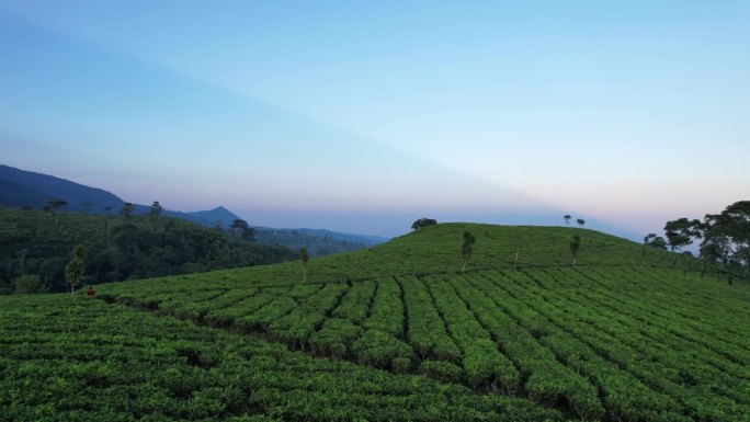 春天的茶园。印尼克穆宁茶园，振兴农业