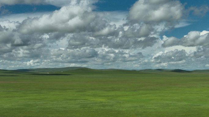 呼伦贝尔草原野花航拍原素材