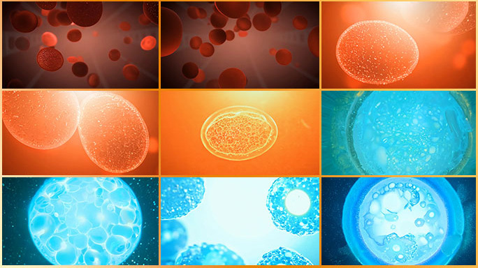 合集血液细胞生命科学各种细胞动画结构演示