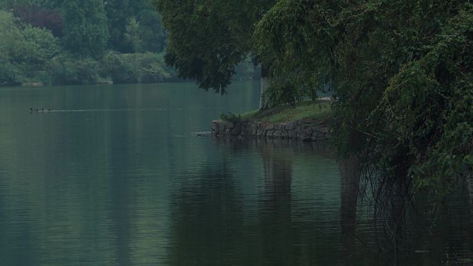 波光粼粼的湖水及岸边绿植空镜