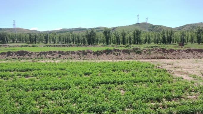 农田 夏季 呼和浩特市 村庄 庄稼