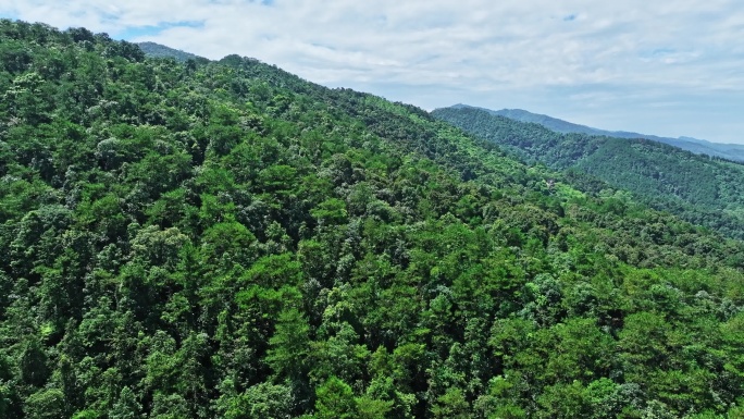 广西桂平国家龙潭公园原始森林