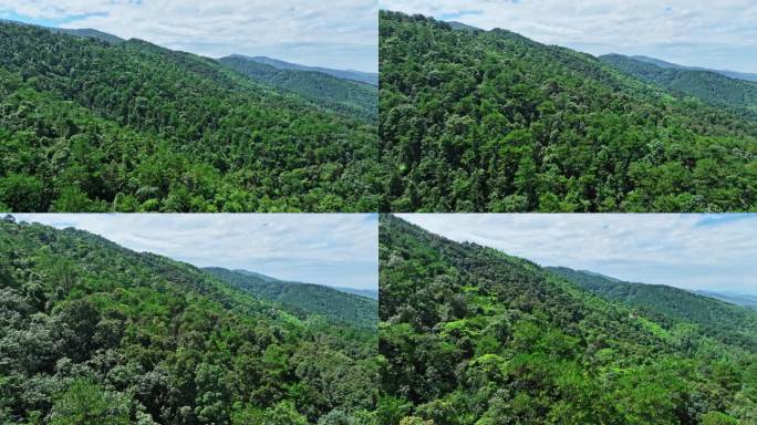 广西桂平国家龙潭公园原始森林