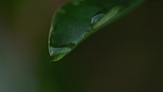 水滴从叶片边缘滑落的特写