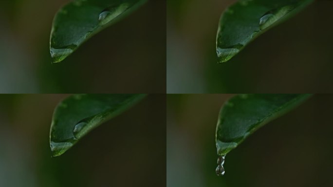 水滴从叶片边缘滑落的特写