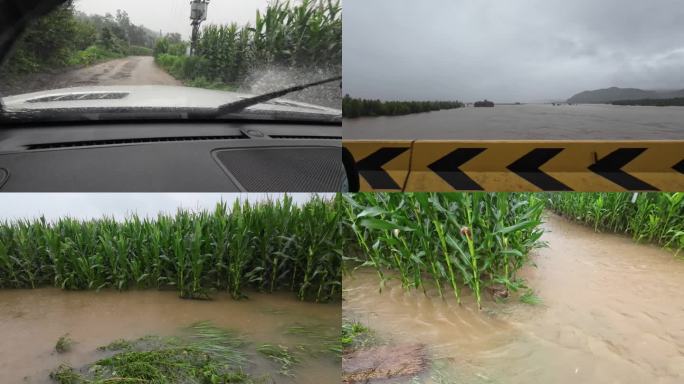 水灾玉米地 雨天开车