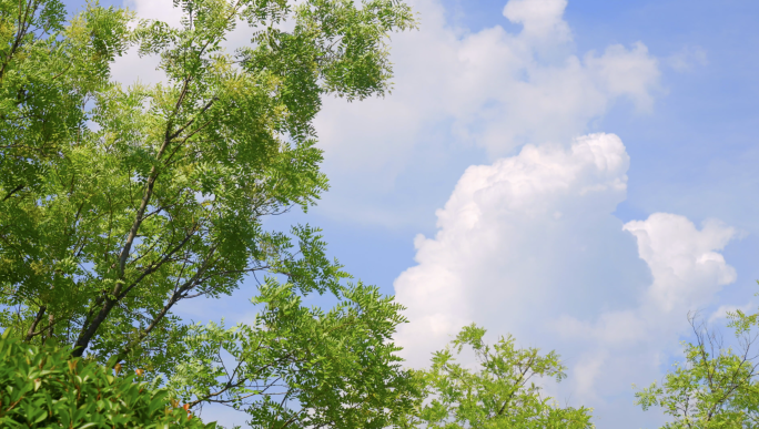 夏天 树叶 阳光 绿色空镜
