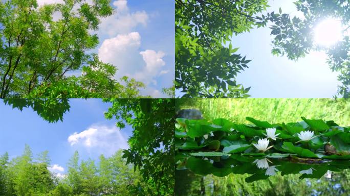夏天 树叶 阳光 绿色空镜