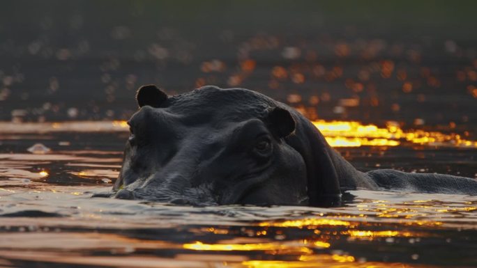 日出卡富埃国家公园，河马出现在卡富埃河中