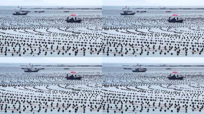 海上养殖 海洋牧场 海上粮仓