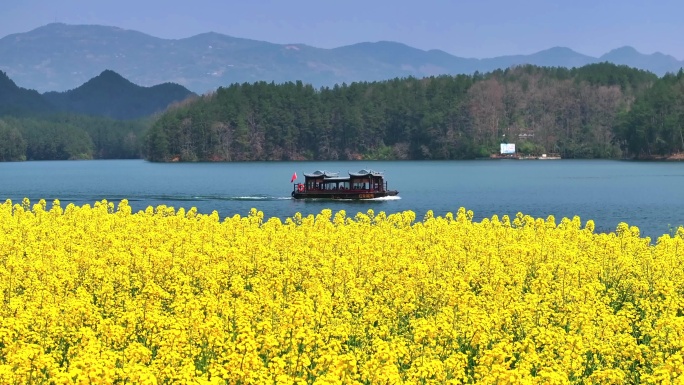 油菜花