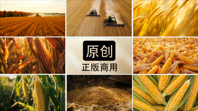 东北玉米丰收秋季收获小麦玉米 收获的季节