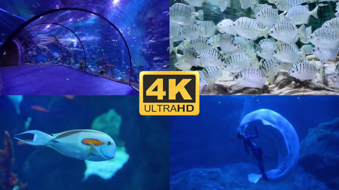 海洋鱼类动物海底世界合集4K