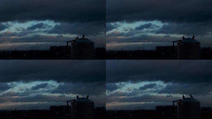 深夜天空在乌云笼罩下的一群乌鸦特写剪影
