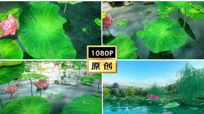 夏日荷花诗意片头AE模板