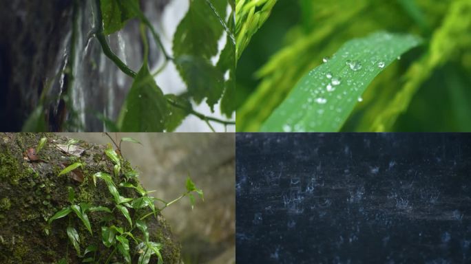 夏天 绿植 谷雨 茶叶 雨水 春天 惊蛰