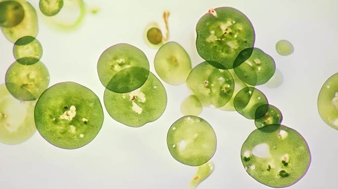 绿色藻类植物研究 科学实验