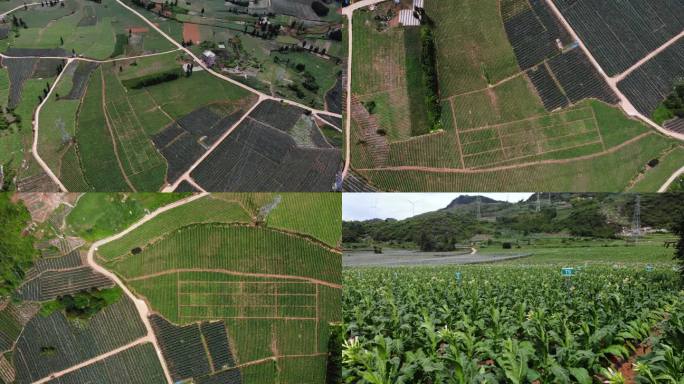烟叶基地 烟草基地 烟叶 烤烟种植