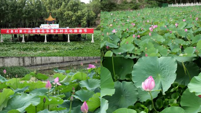 荷花节乡村文化旅游